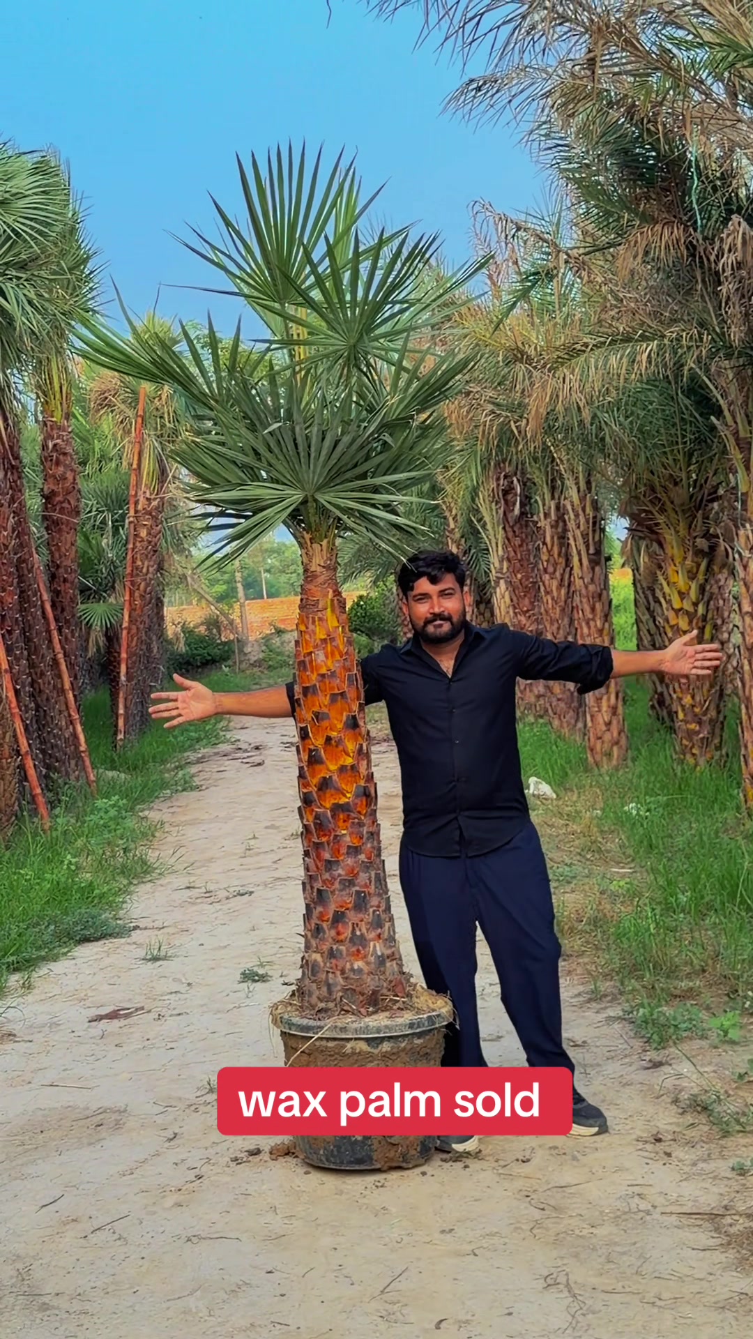 @AGP nursery farm pattoki