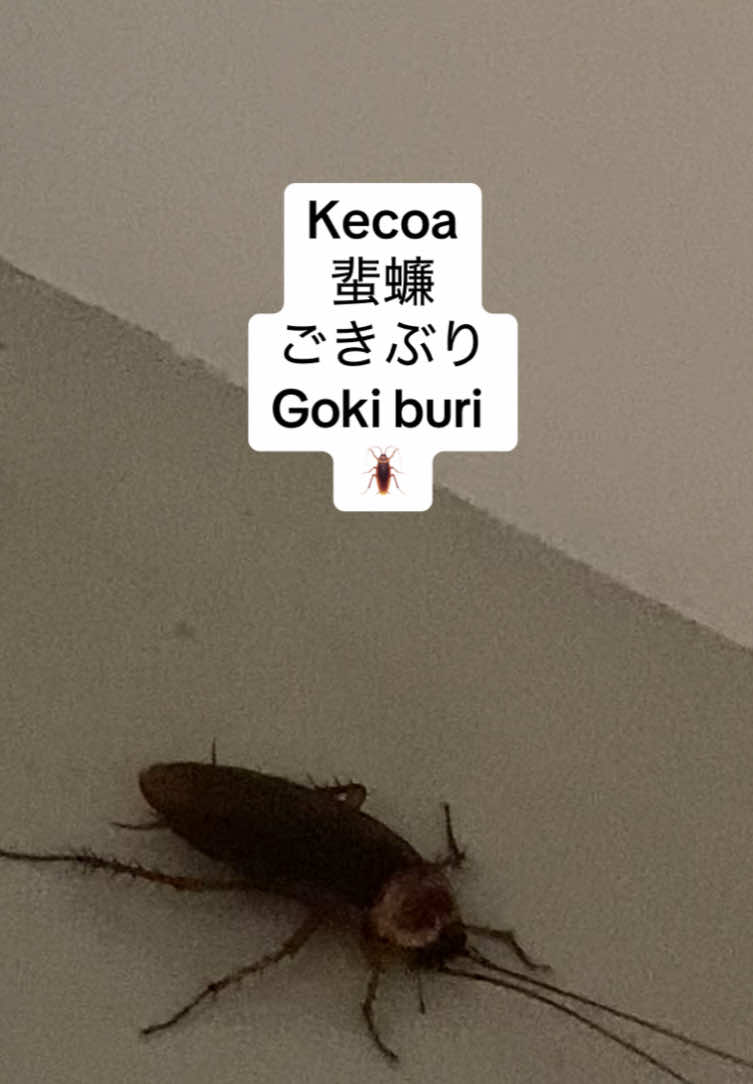 @IIN SENSEI
