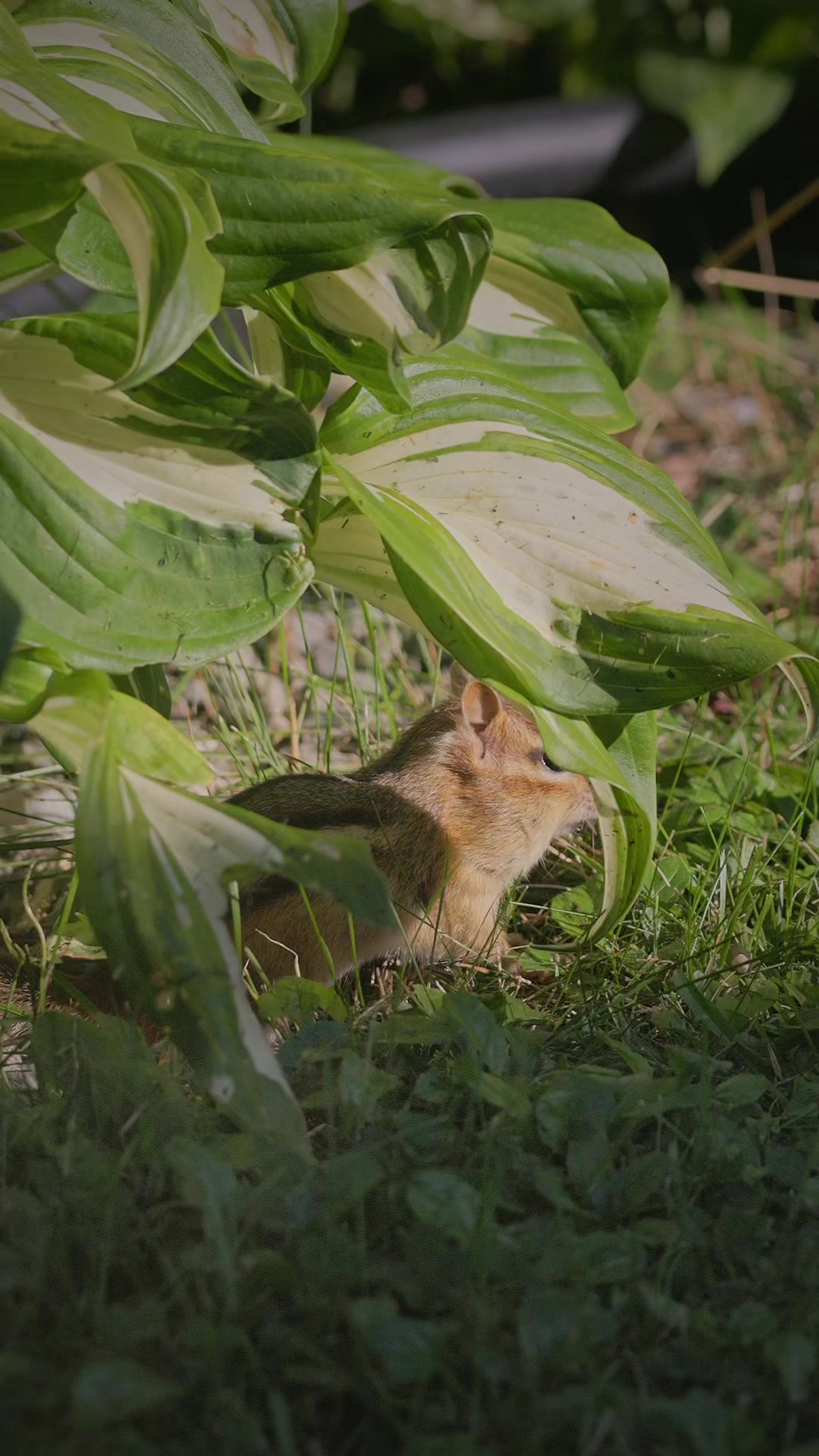 @🦅🦭 SnAvEWild 🦊 🦆