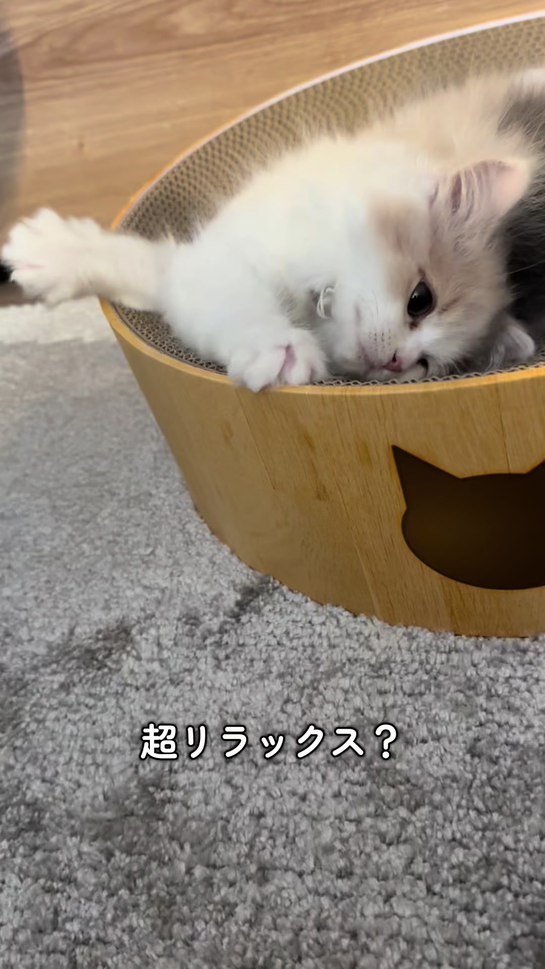@ねこ日記