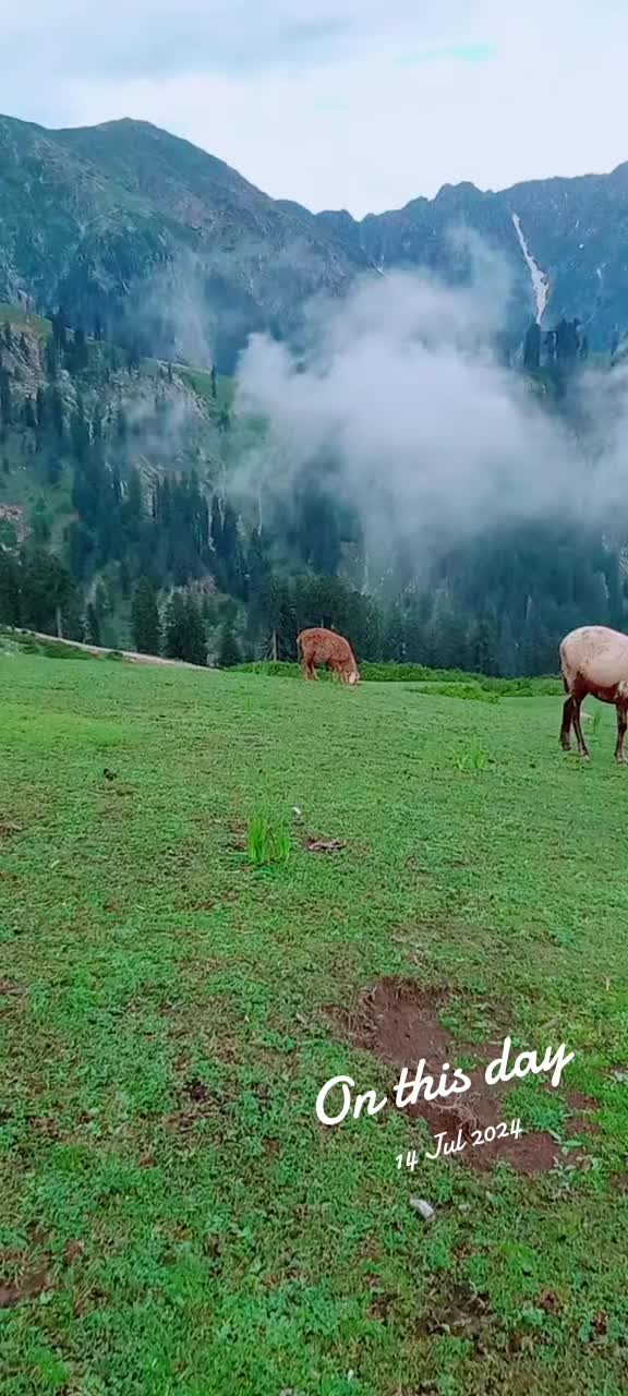 @Fazal