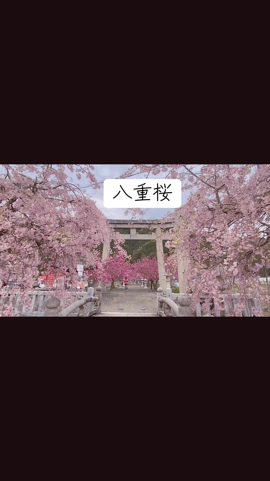 @Viên Chibi 🇯🇵🇻🇳
