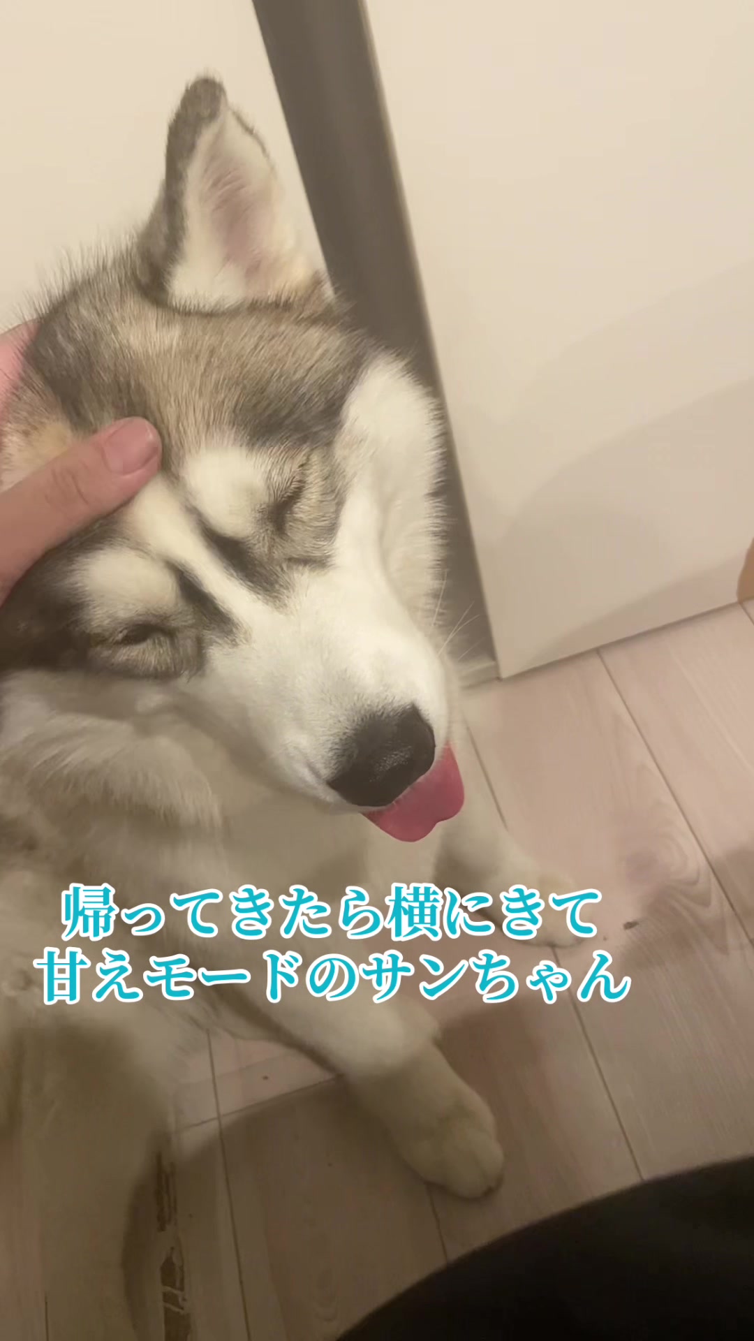 @サン☀️とムーン🌙