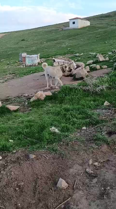 @zaza_ozan_2168