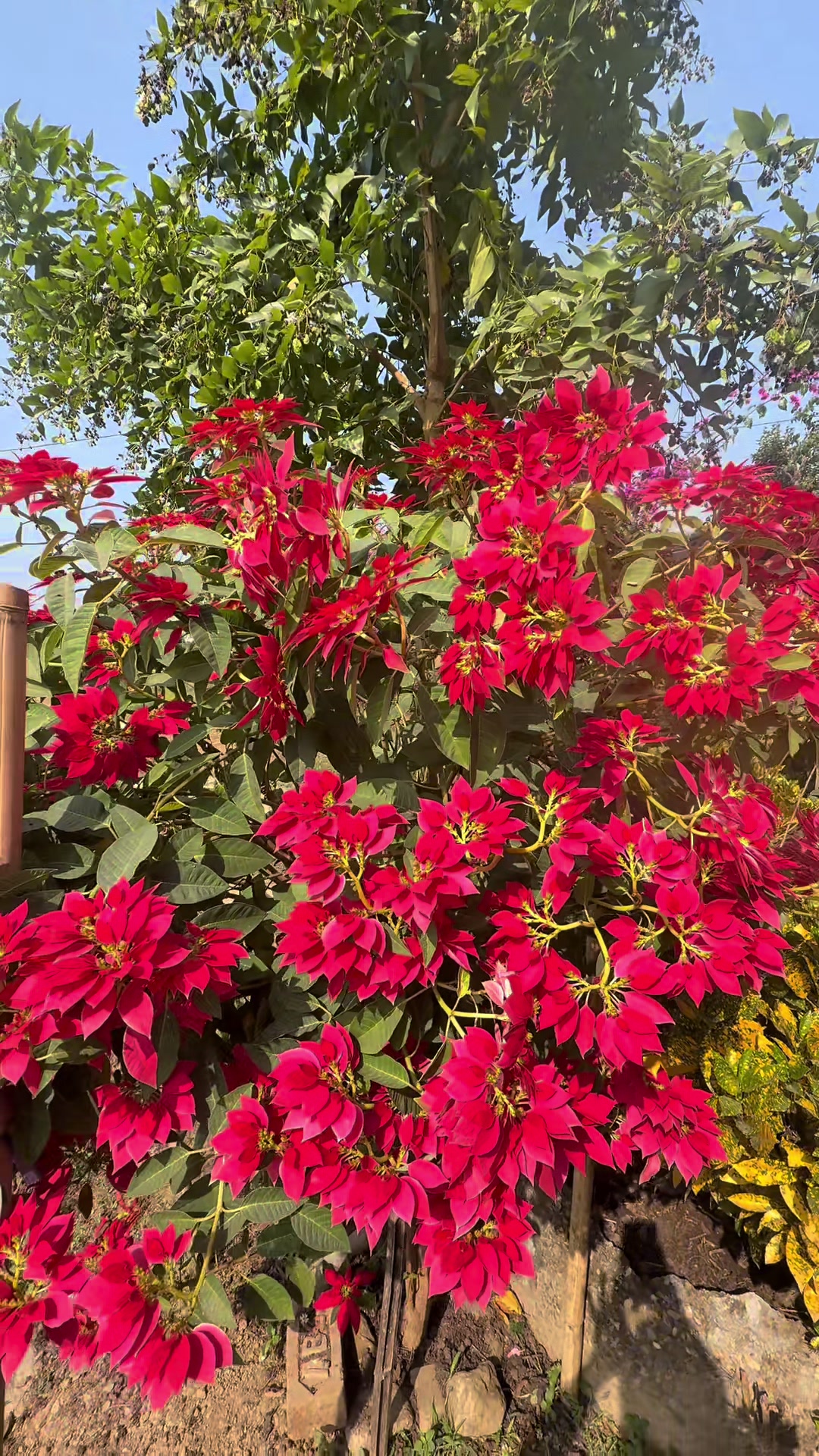 @Aakanksha🌸