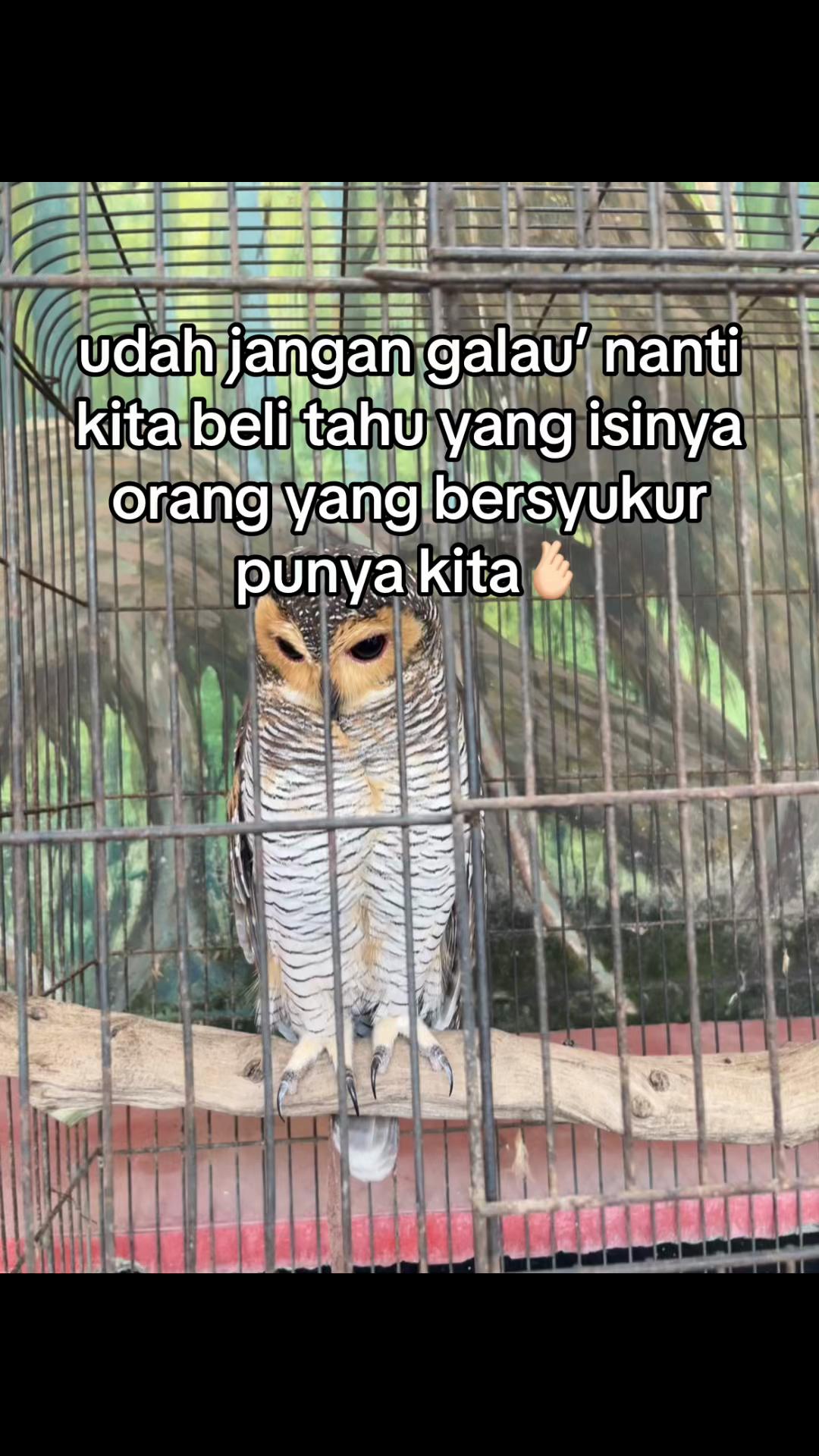 @ayamjelek97