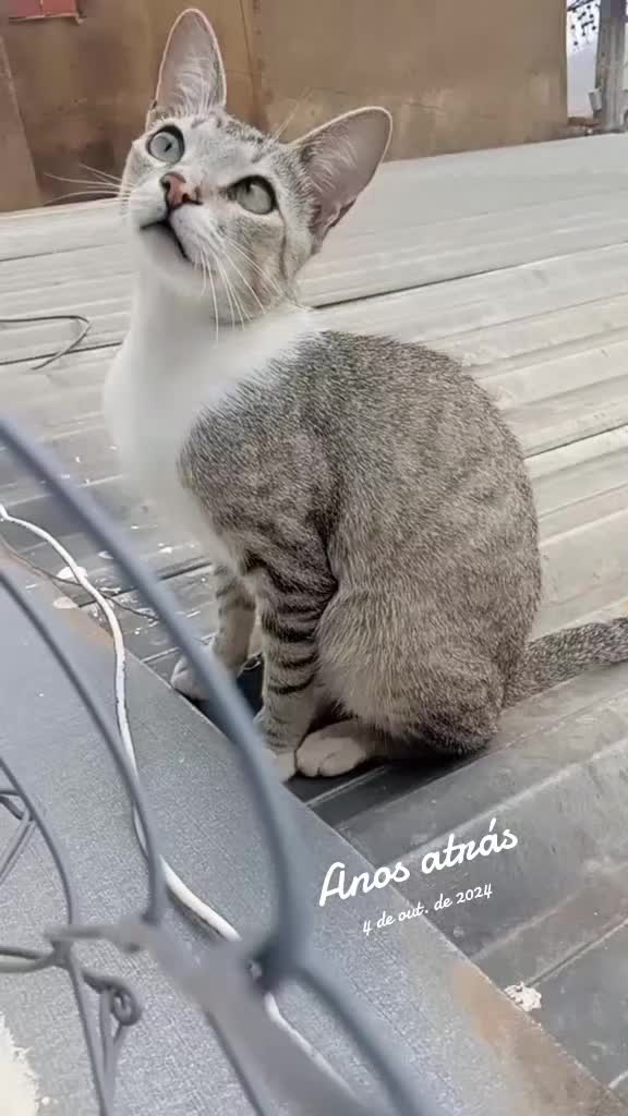 @O GATO ZEZÉ