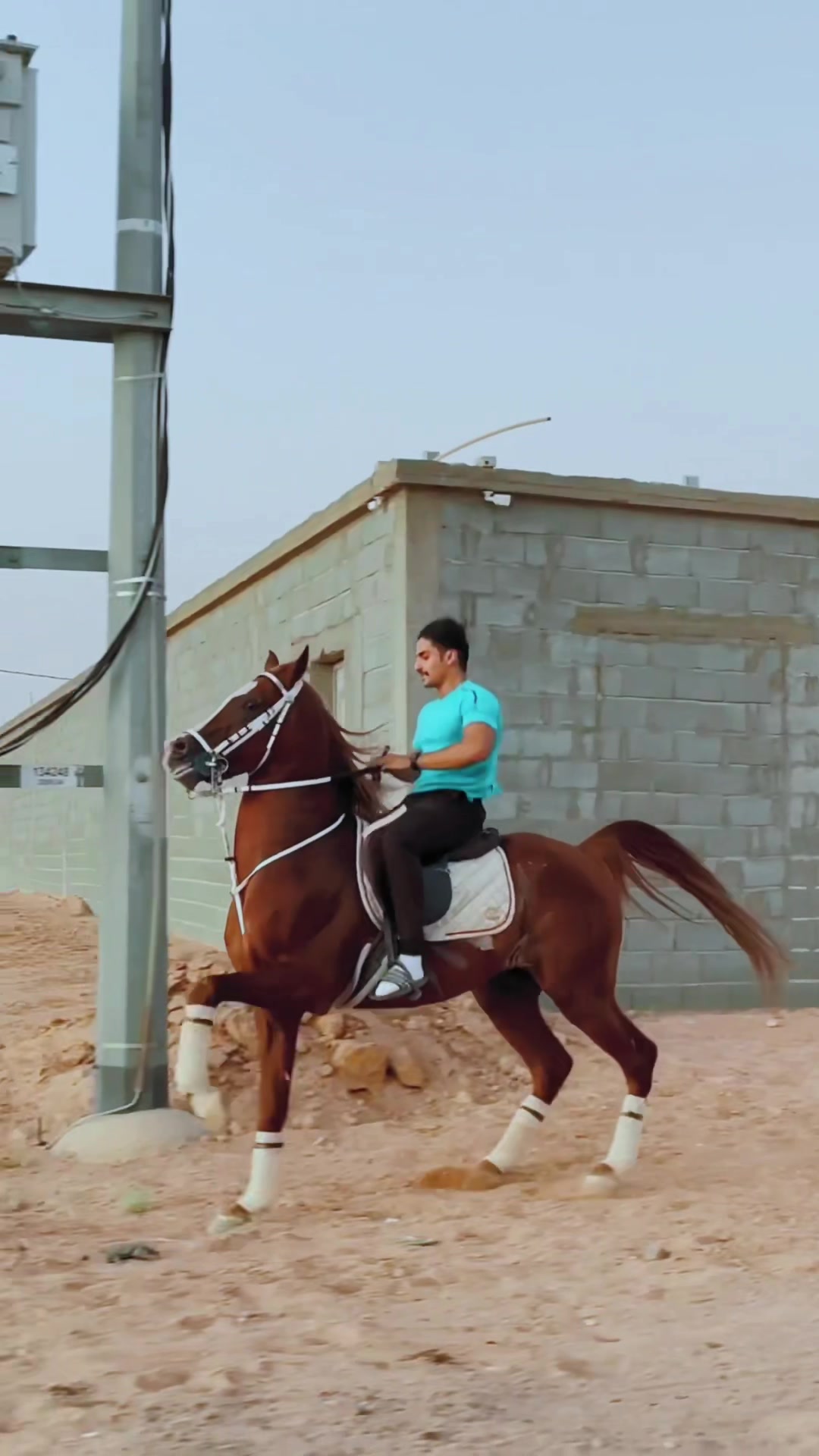 @عامر الشمري🐎