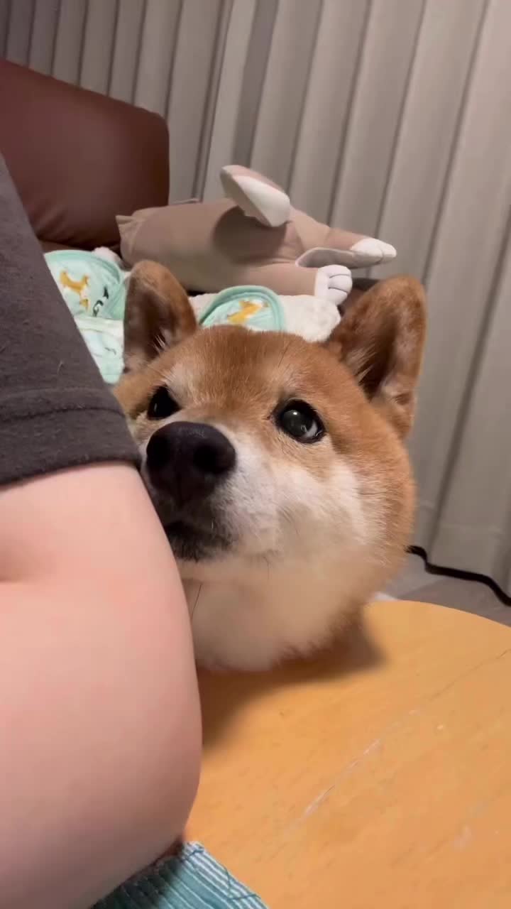 @豆助