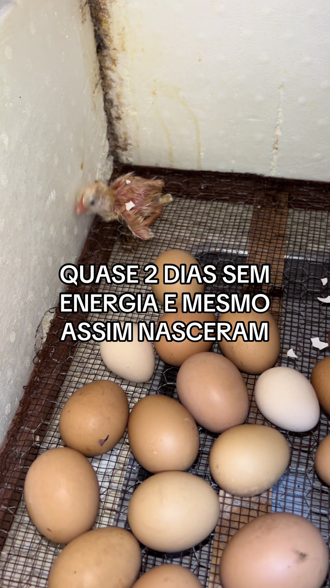 @souza