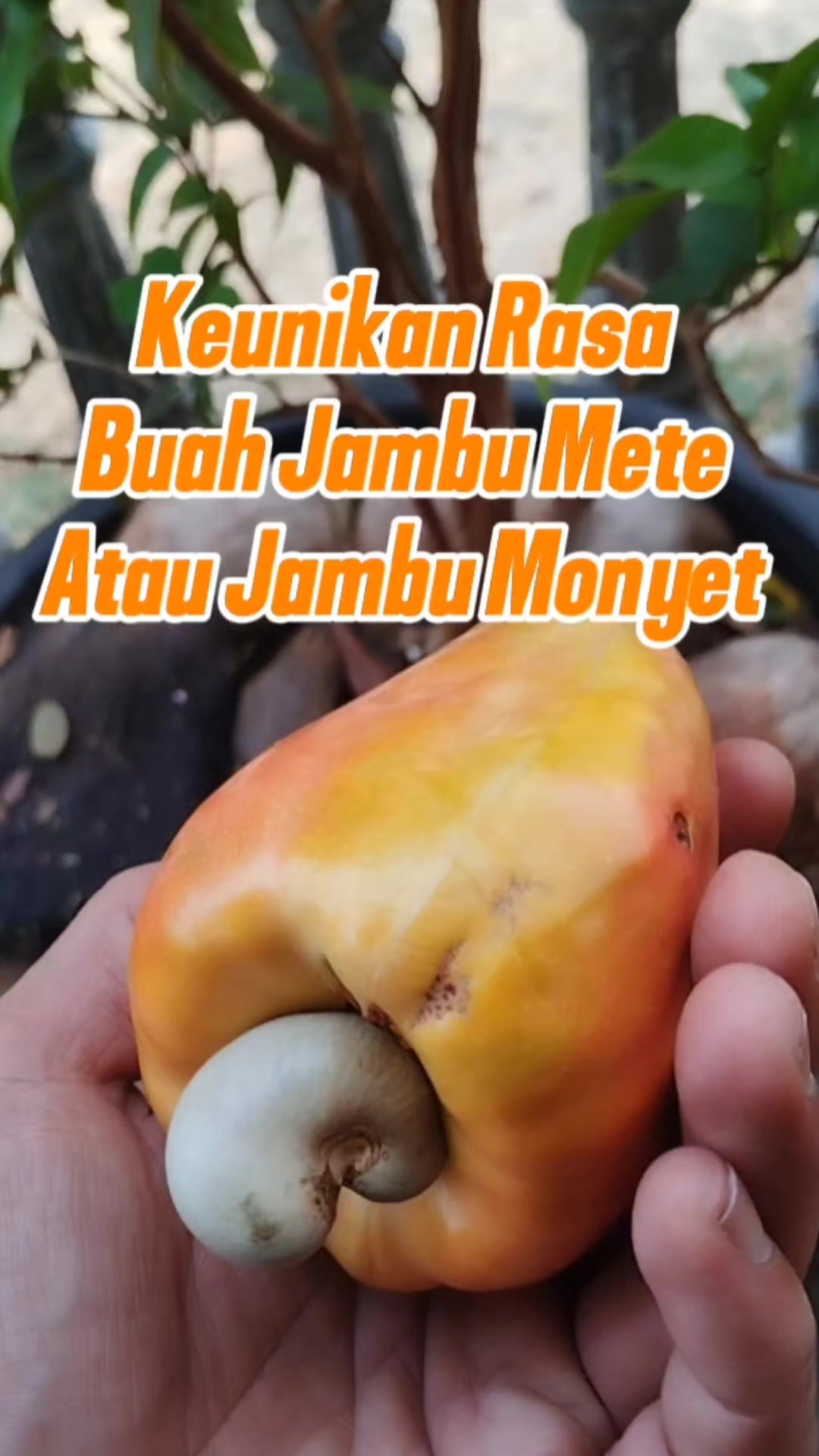@Bukit Farming