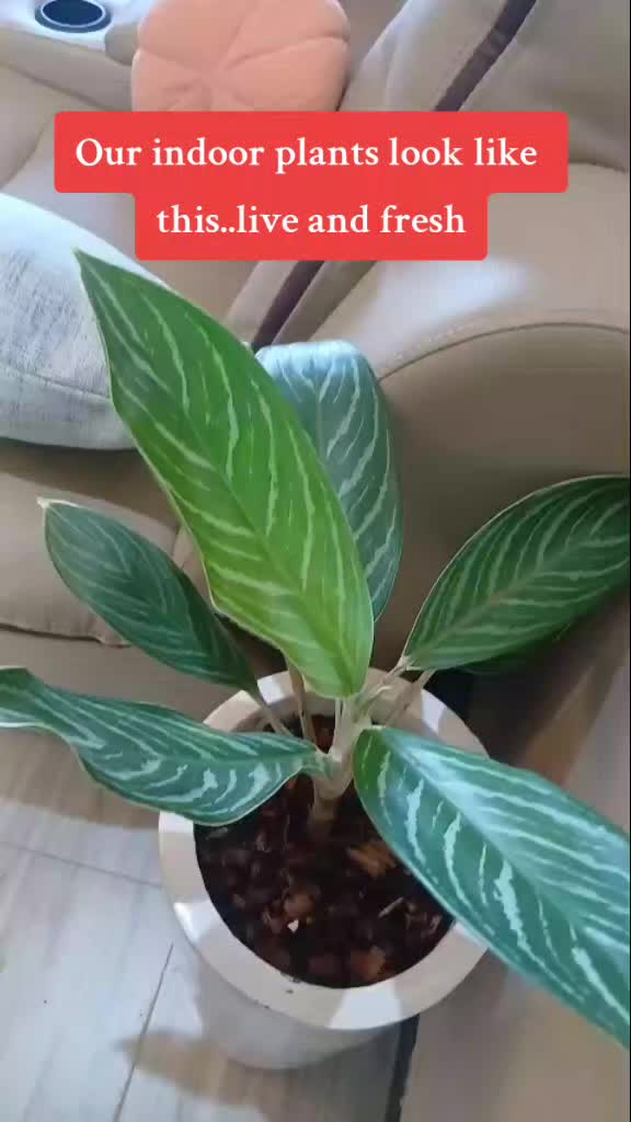 @Plants&PlantersbyChefJ (AJE)