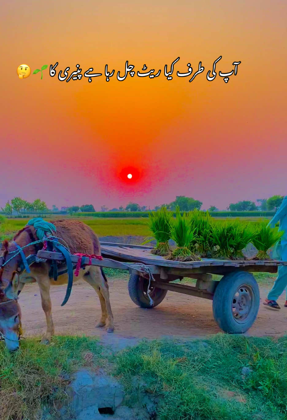 @🌱اویس میئو😎