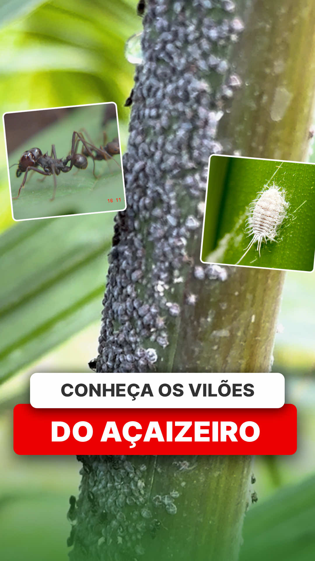 @ViveiroProMudas
