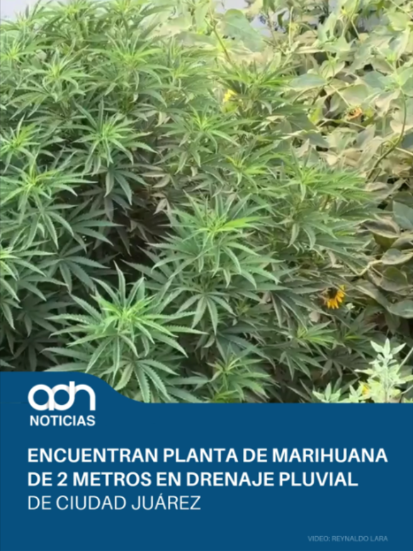 @adn Noticias