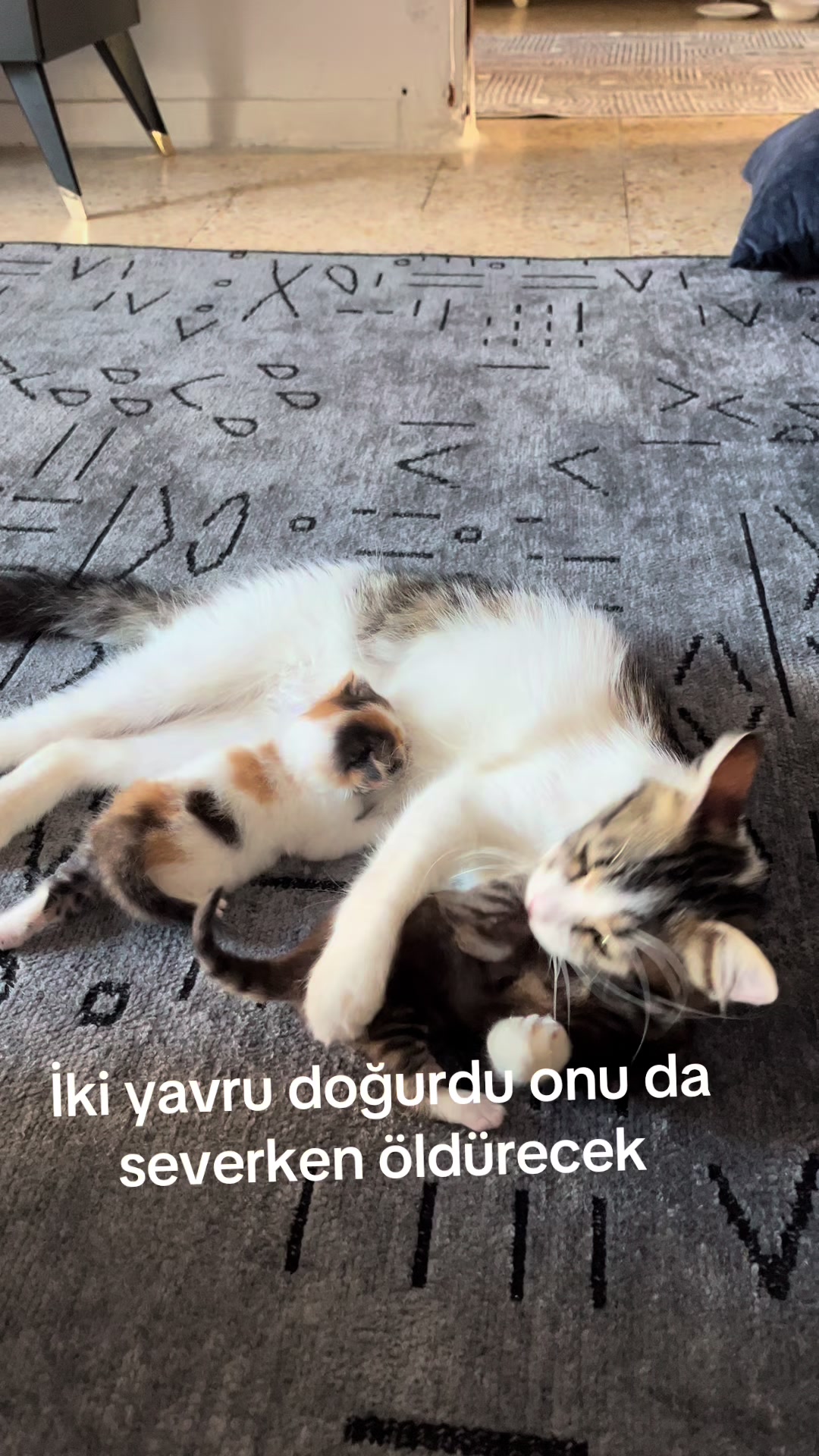 @Songül Cengiz02