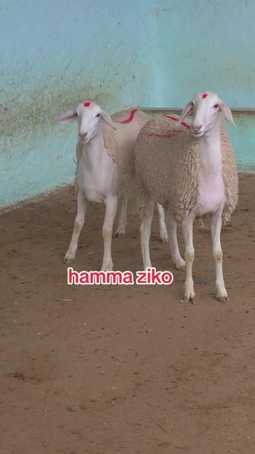 @hamma ziko