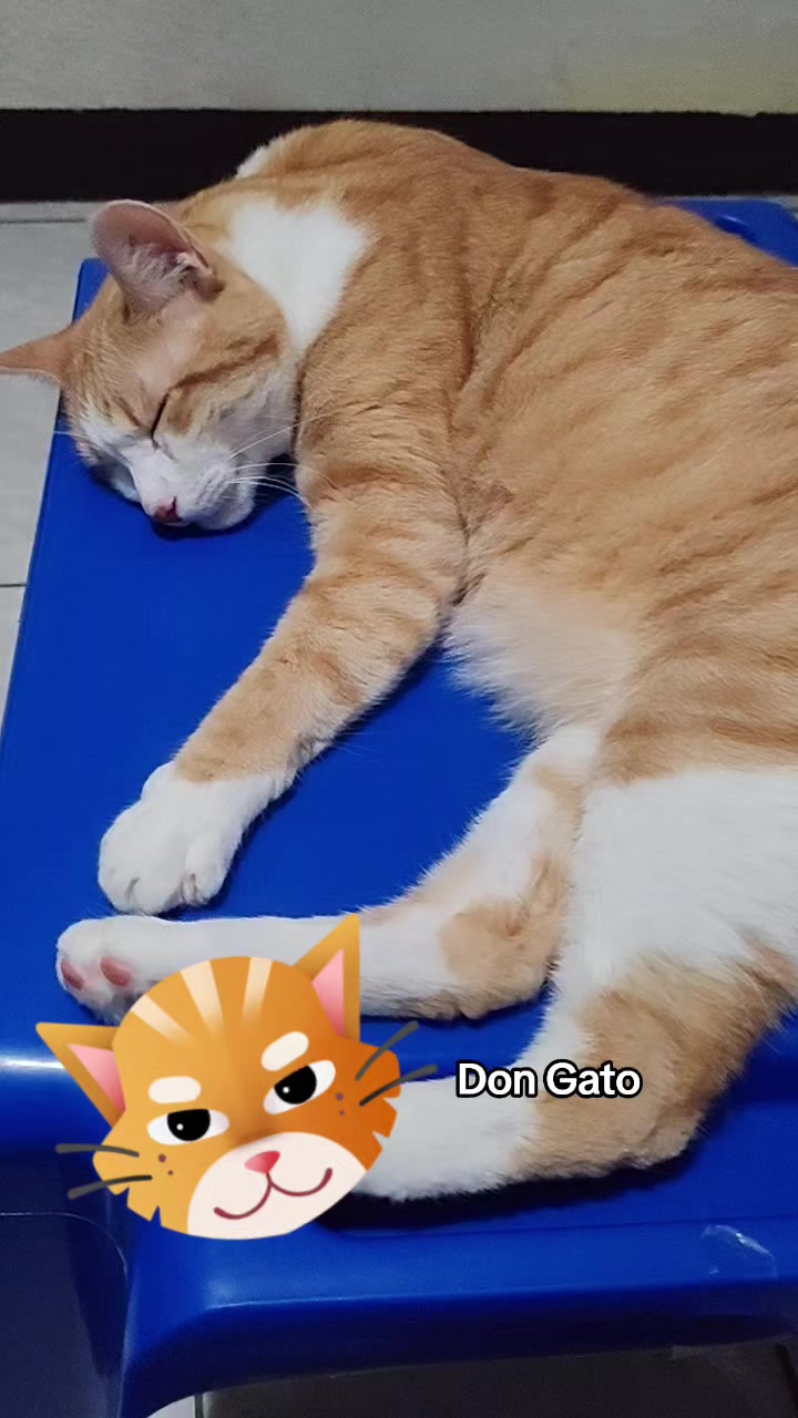 @Don Gato