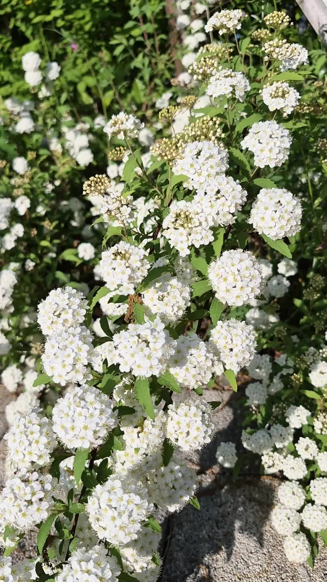 @캔디