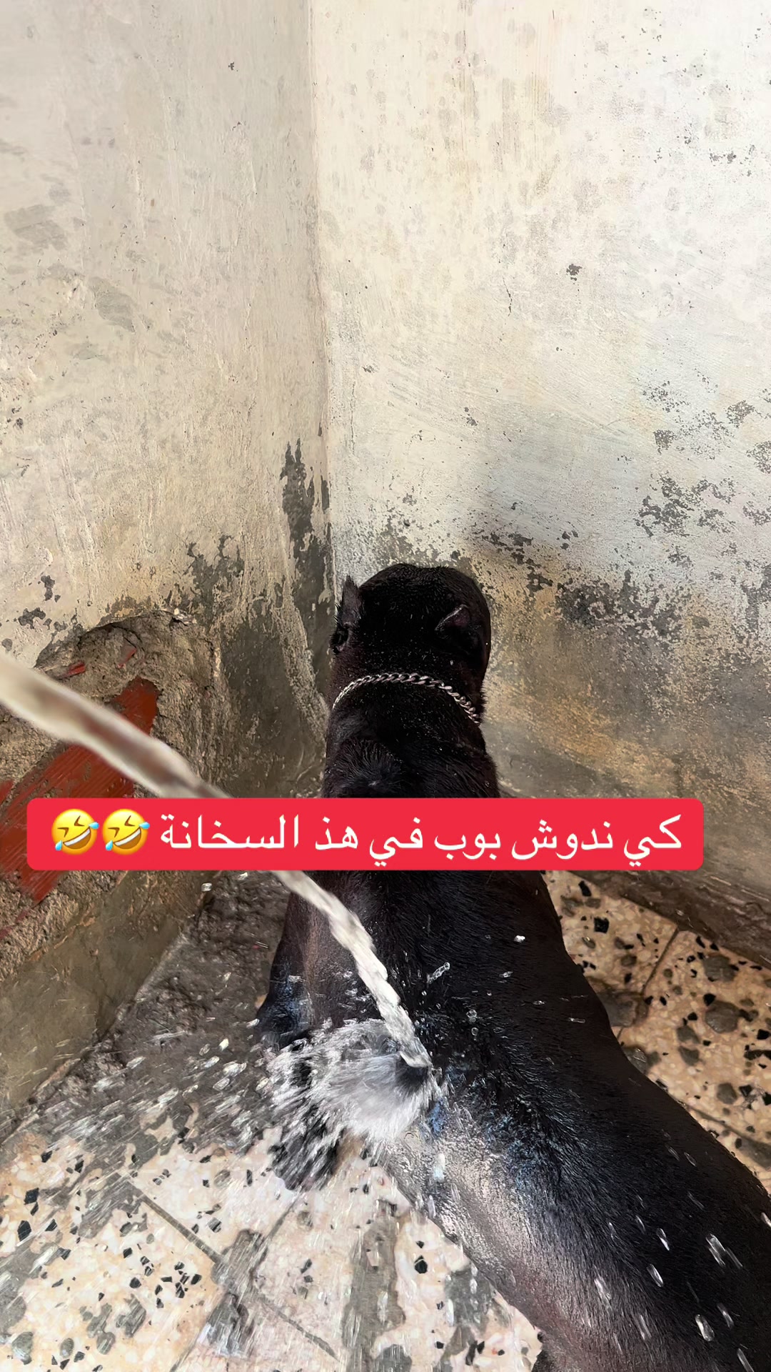 @عصابة كلاب الدوڨو&البيتبول🔥