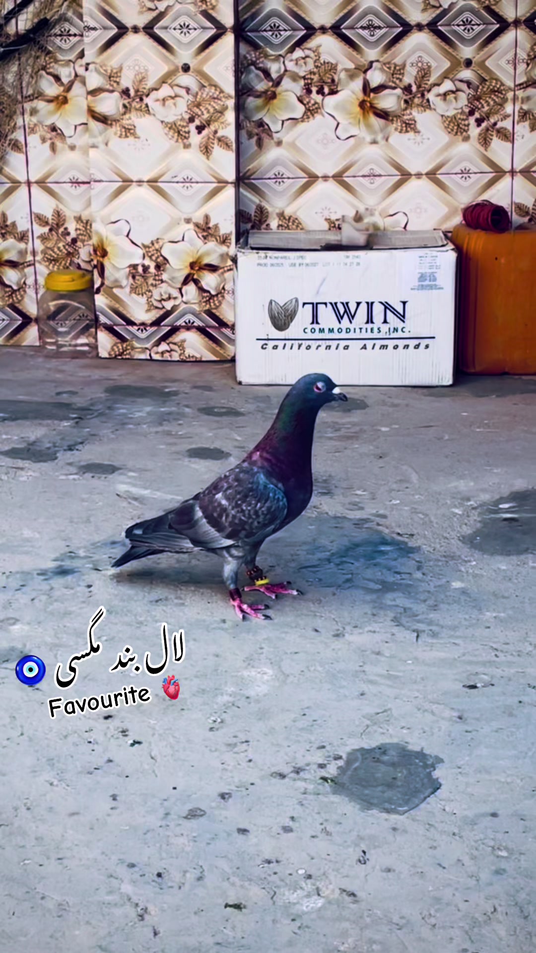 @🤍 وحید بڑیچ 🤍