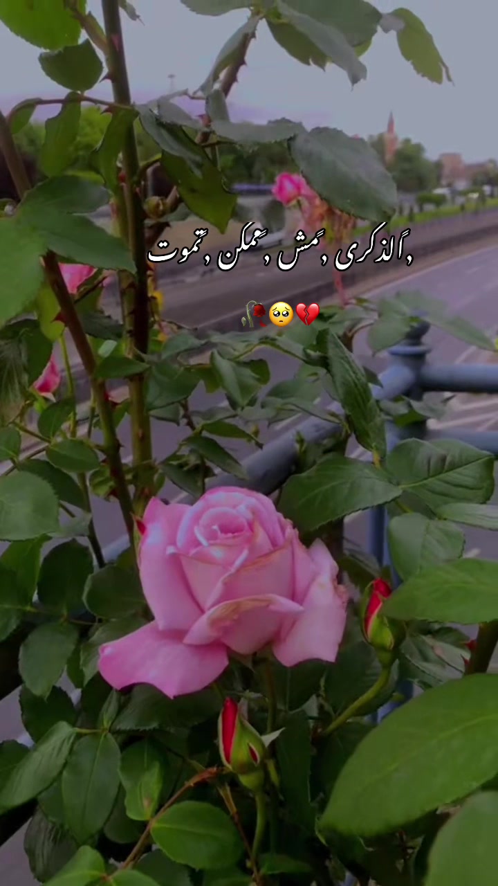 @👑RUBA✨