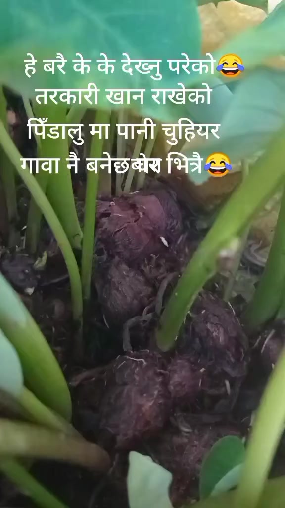 @Sharmila Neupane