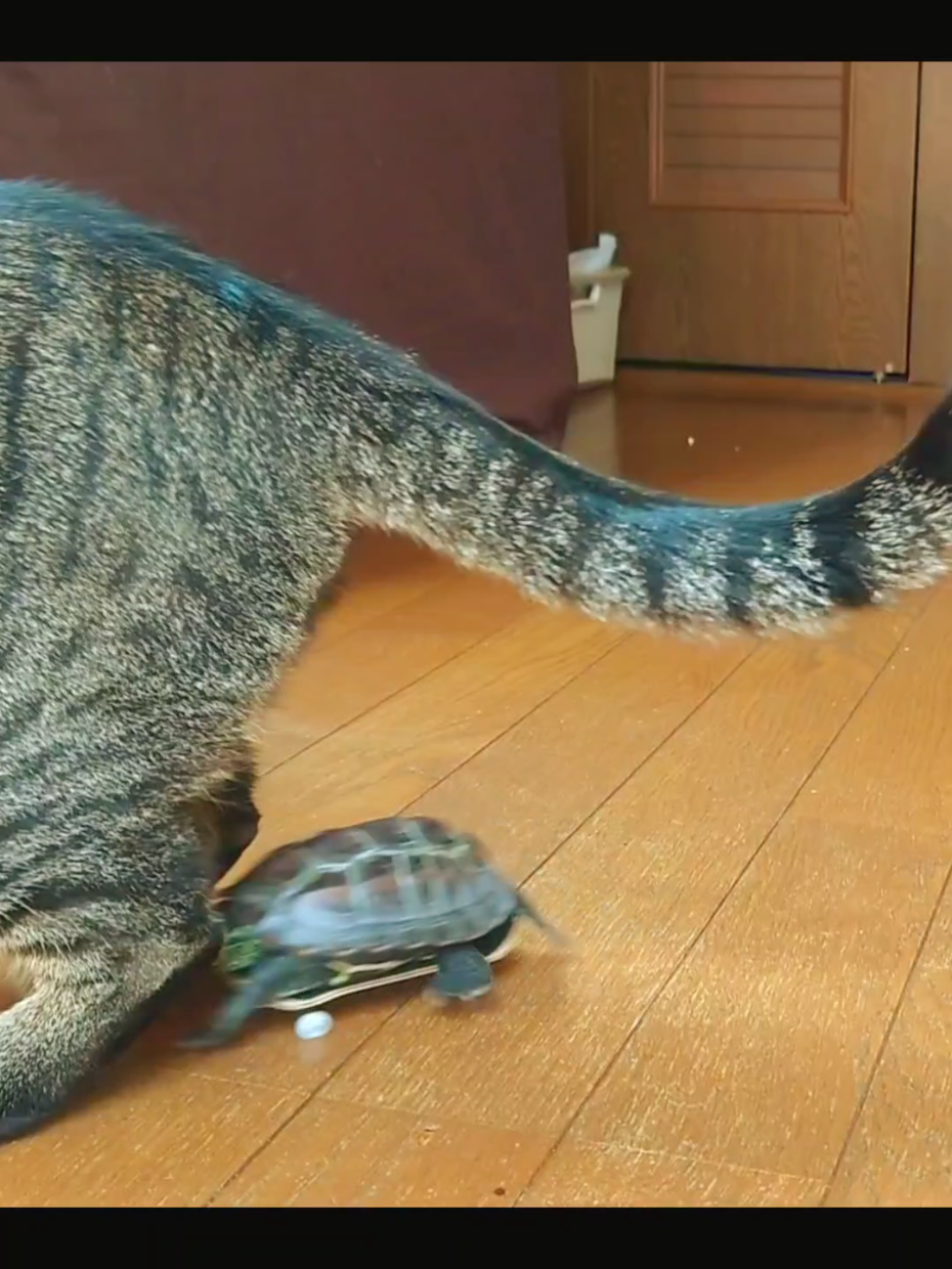 @クサガメ軍曹🐢