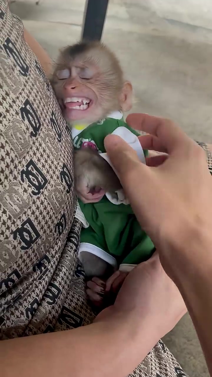 @Asian Macaques