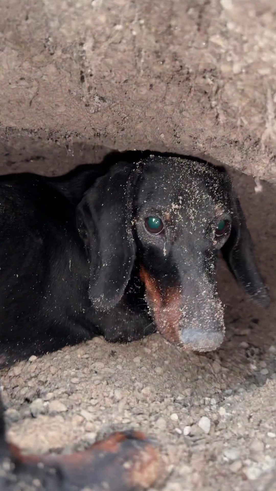 @olive the mini dachshund