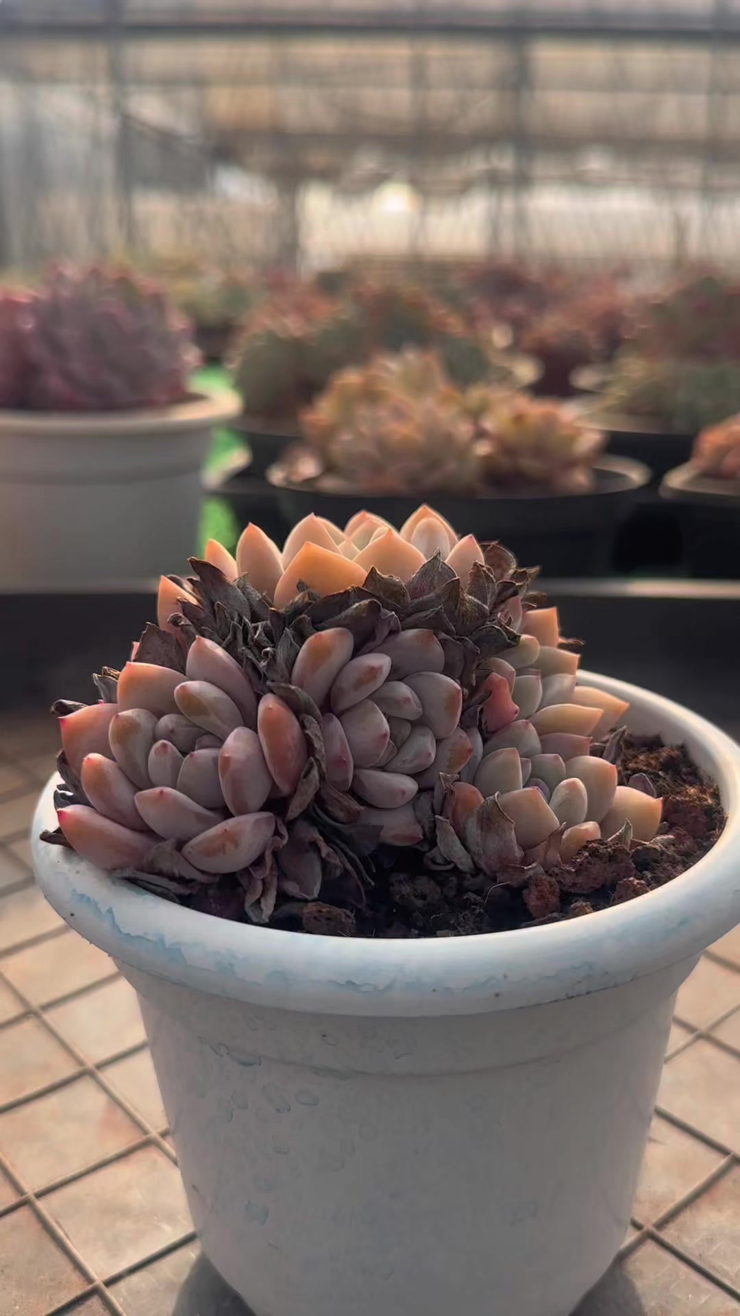 @云萌多肉