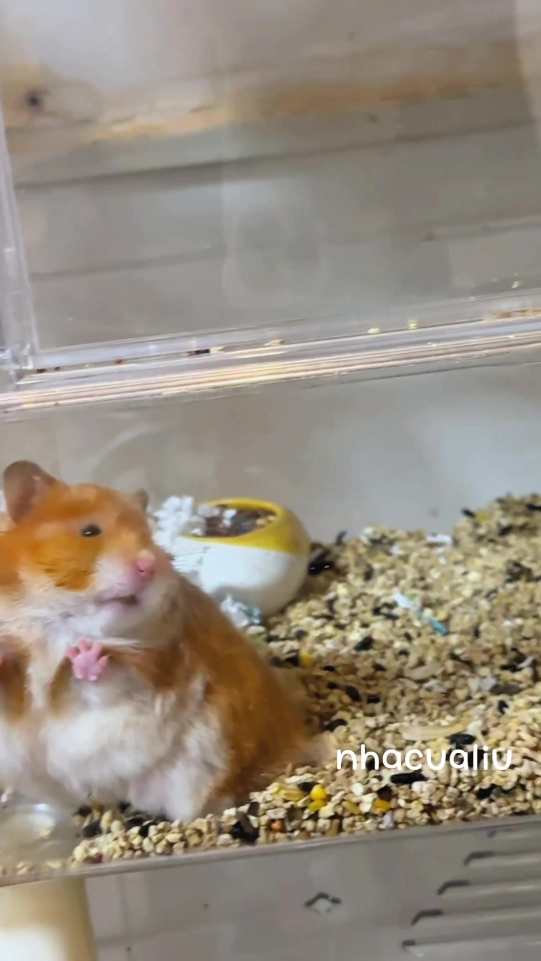 @Liu Liu Hamster - Pet Shop