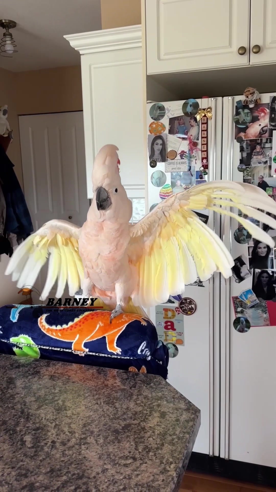 @Barney the West Coast Cockatoo