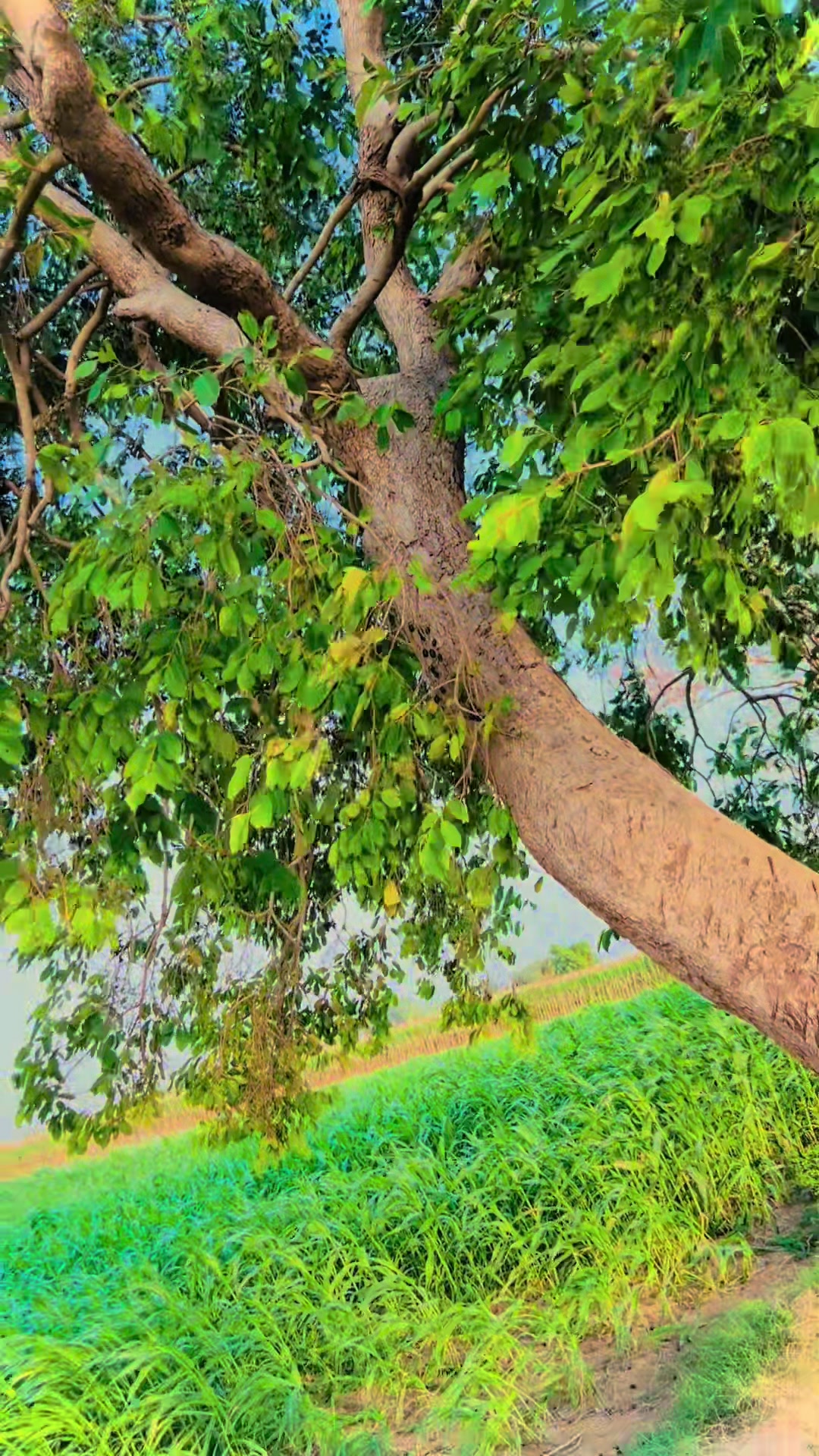 @Badar Wattoo