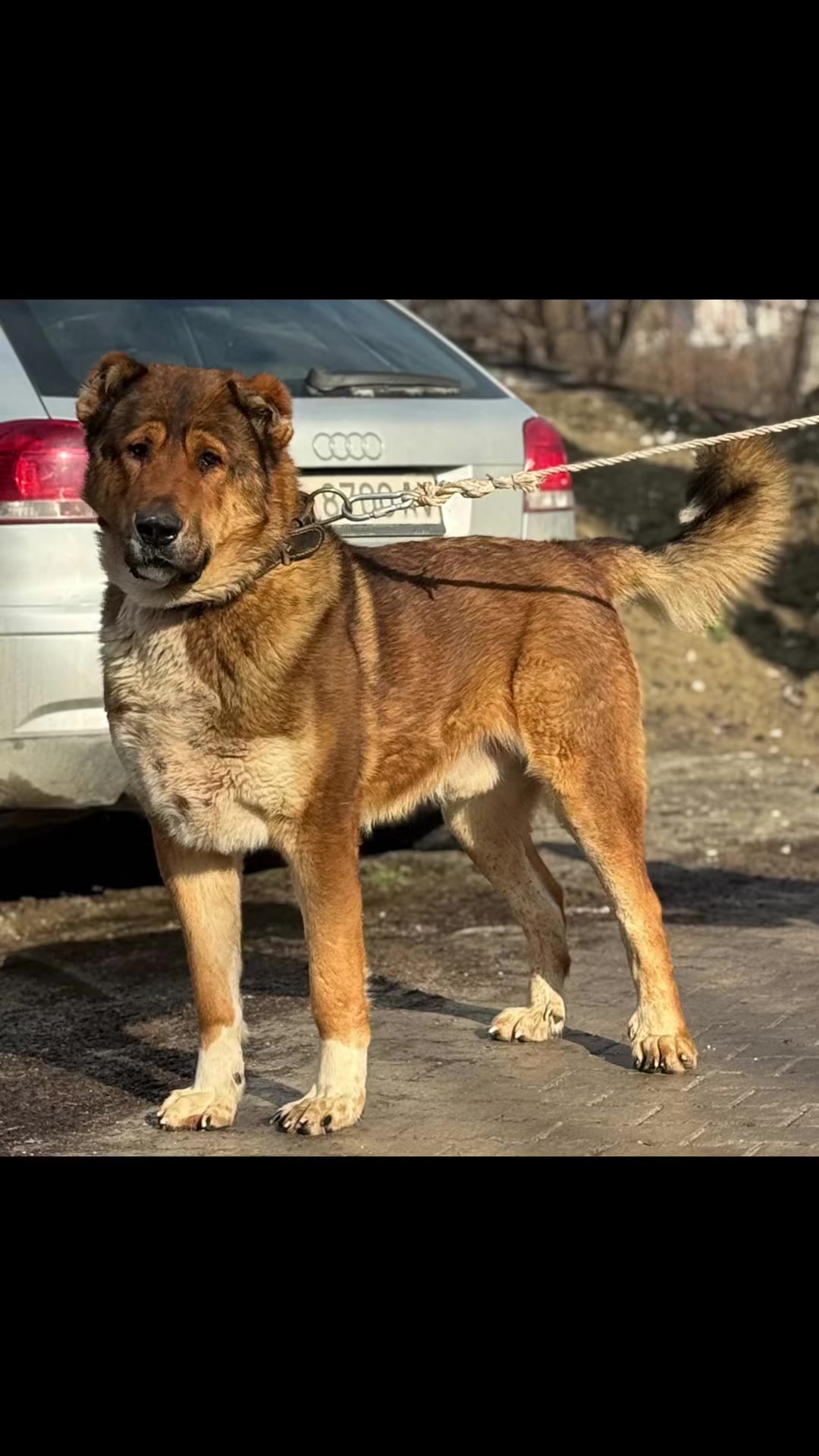 @varnaj lloka kazakistan shkup