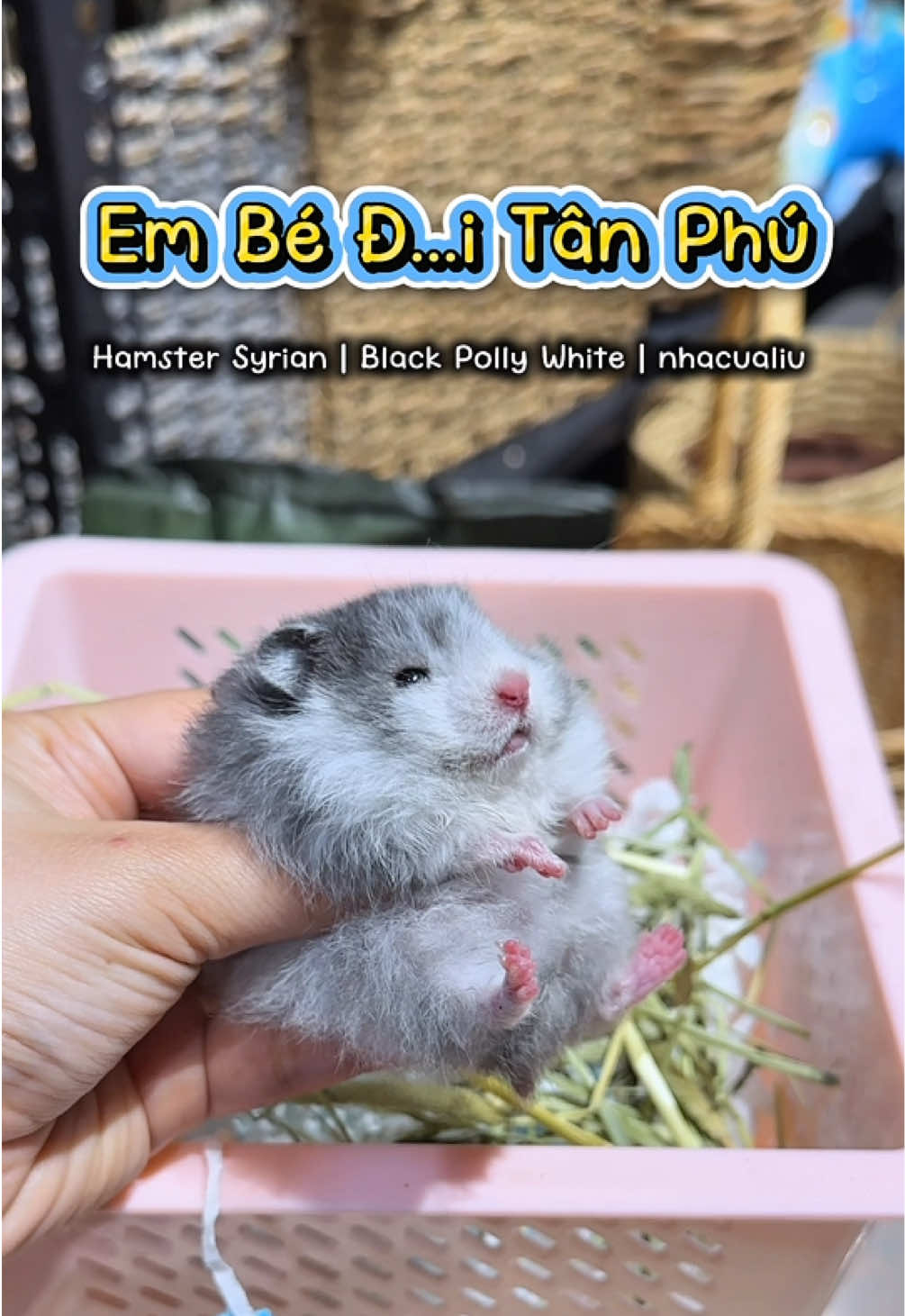 @Liu Liu Hamster - Pet Shop