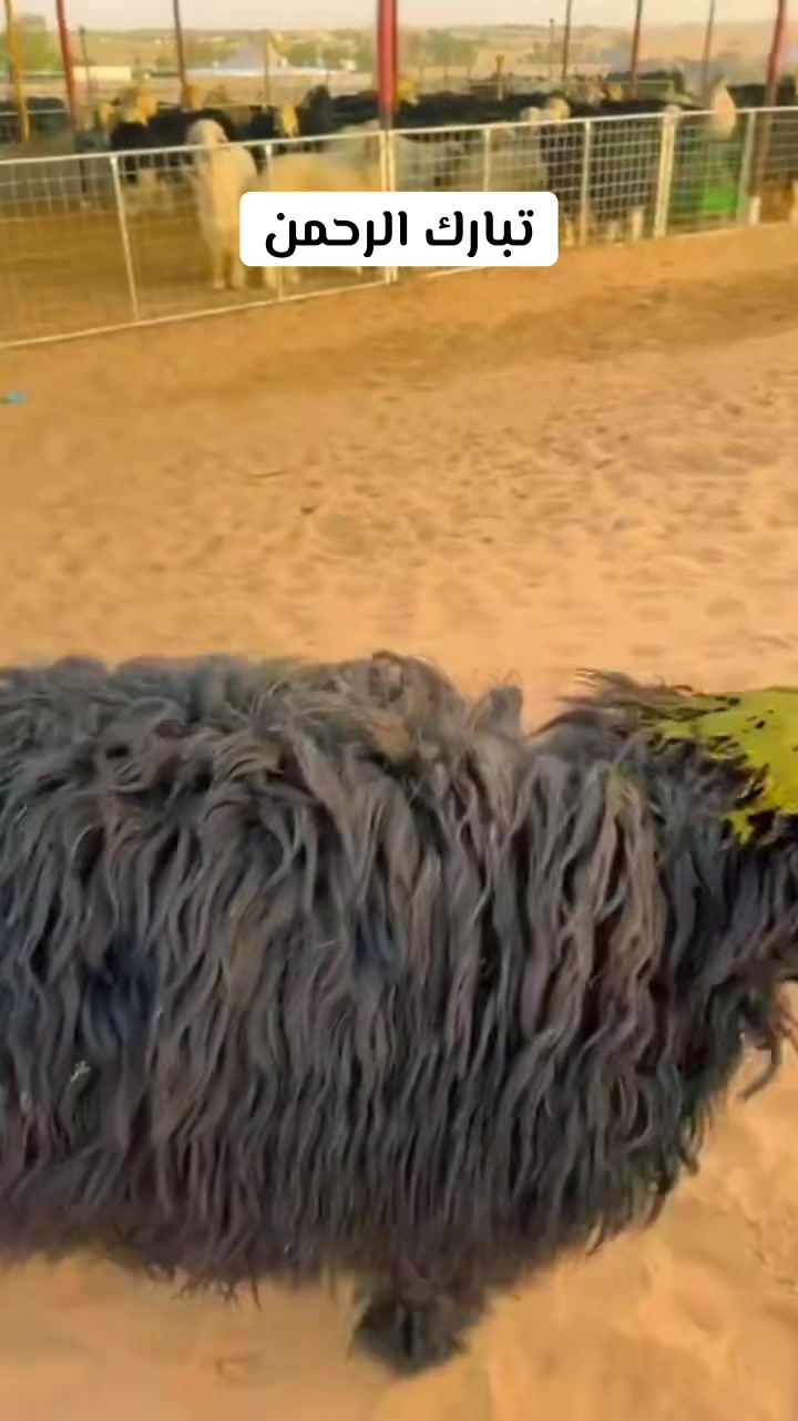 @جمهورية العطّارين الخضراء