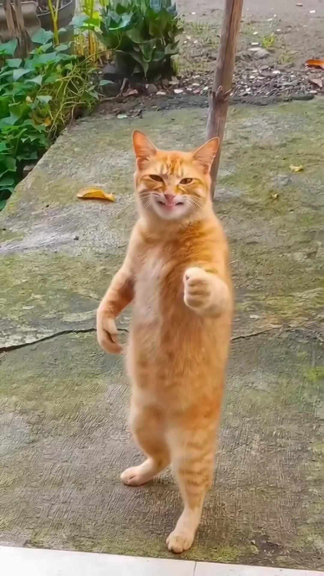 @🐈بّــــيــــلَآ تُـشـــــآو👋