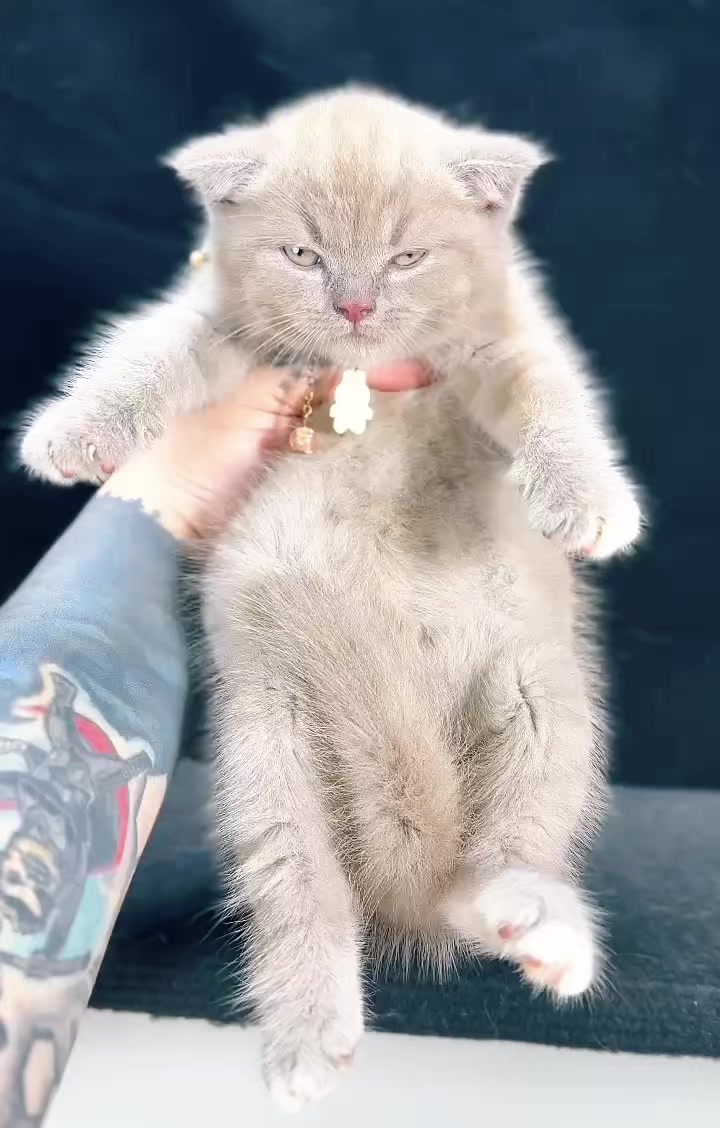 @fuyncats