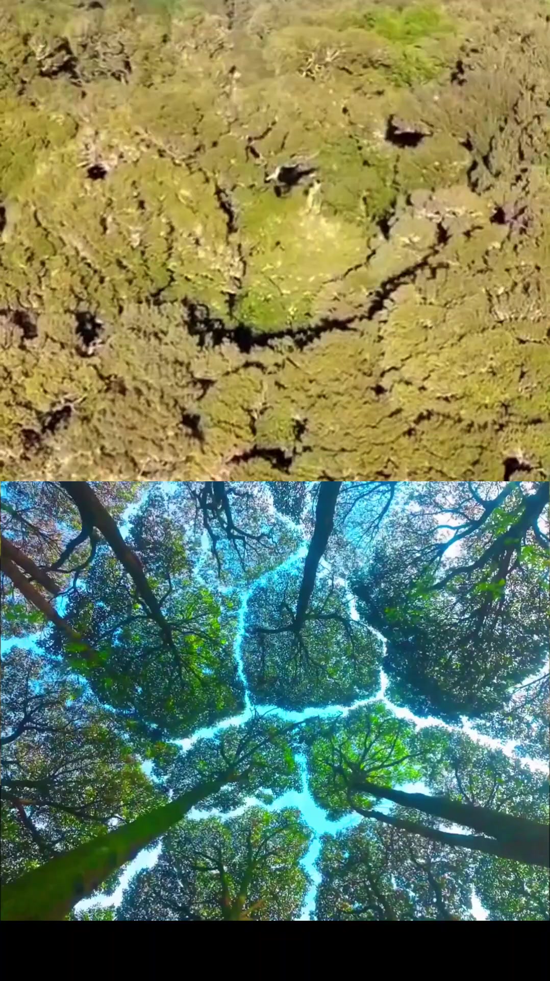 @The Nature's Symphony
