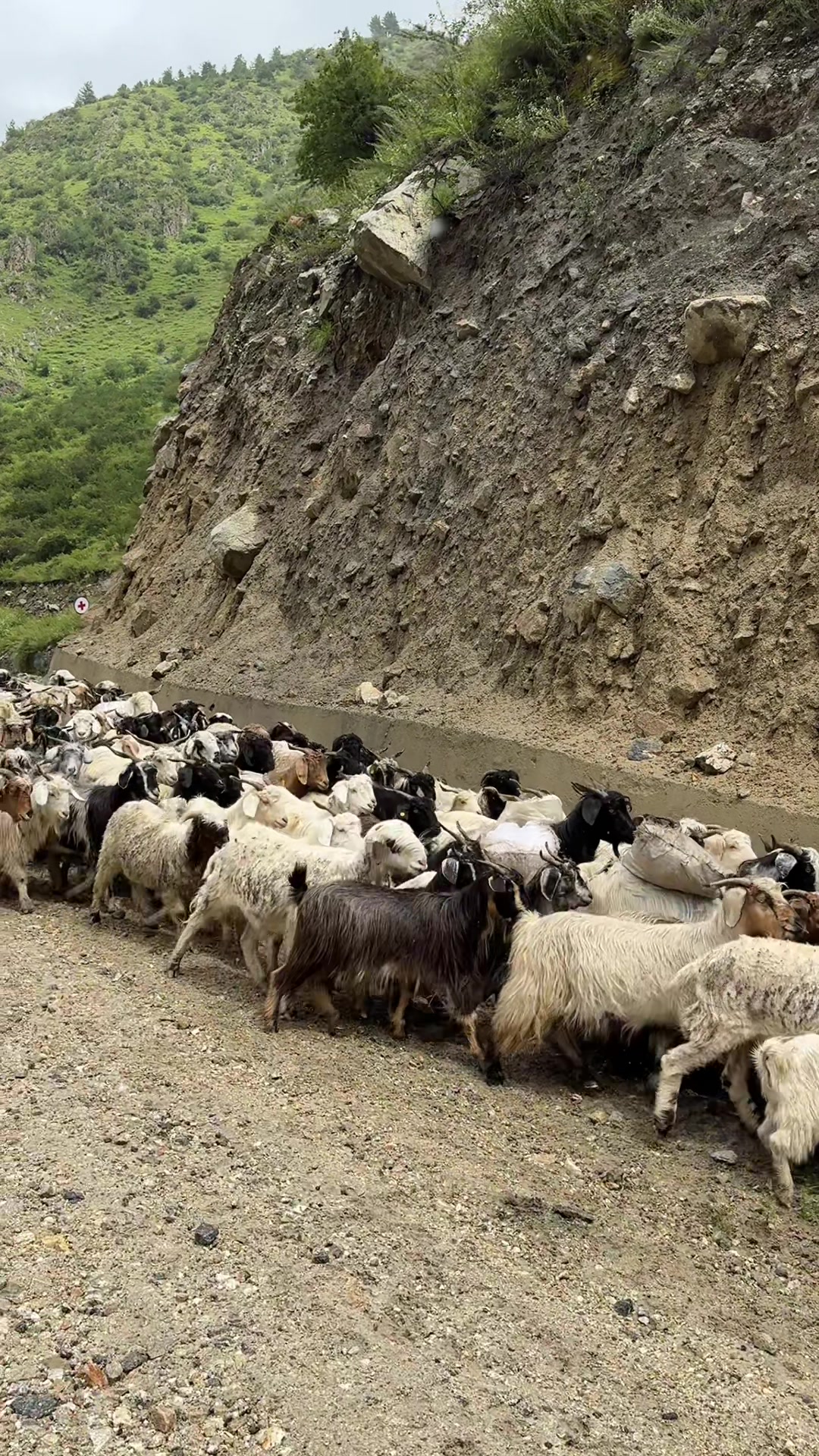 @हुम्ली&ensp;कान्छो