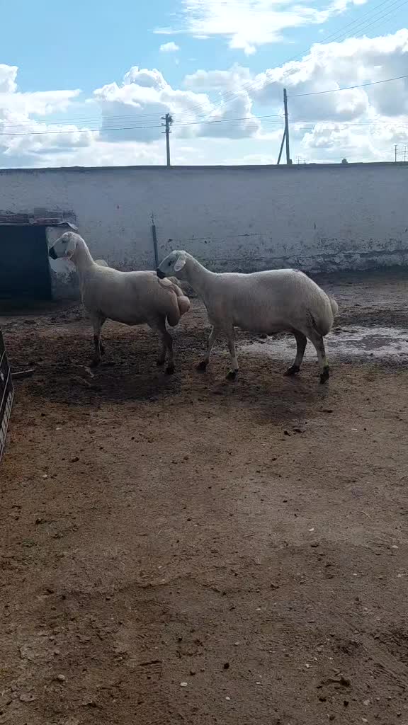 @Ramazan G&uuml;ltekin