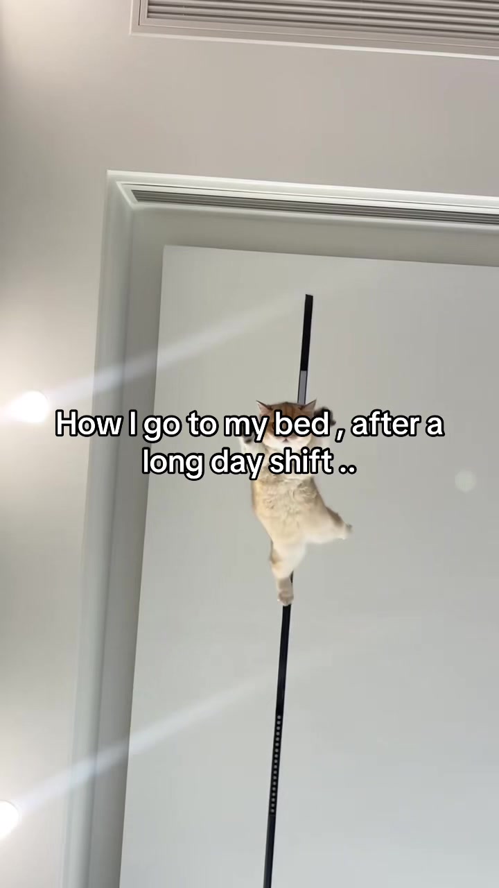@Meow kitty