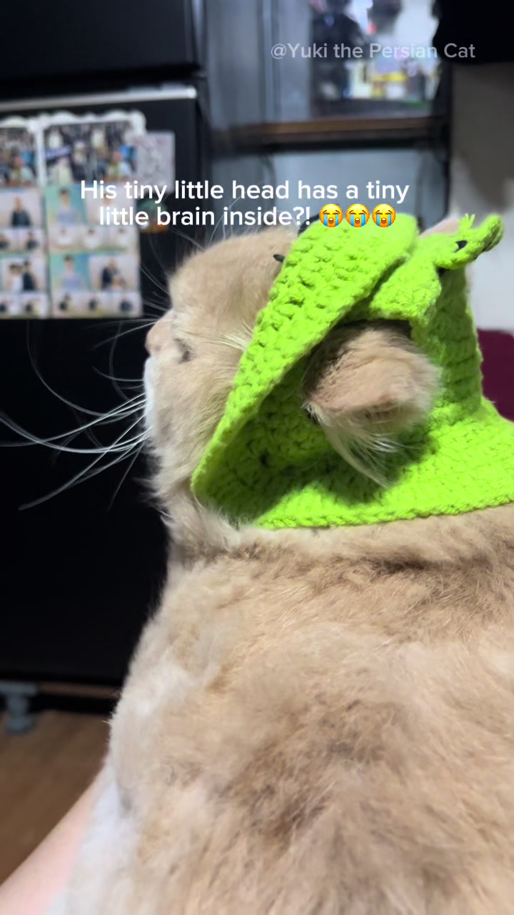 @Yuki the Persian Cat