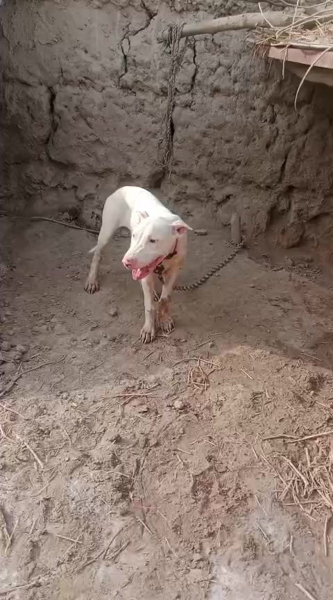 @Peshwar Dogs Center