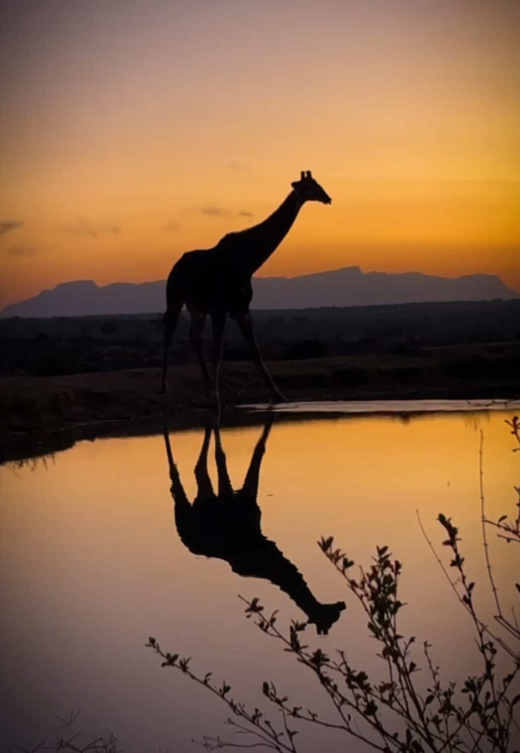 @Jabulani Safari