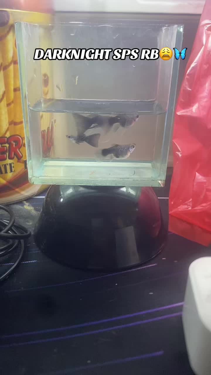 @RULL GUPPY HOUSE🏘️