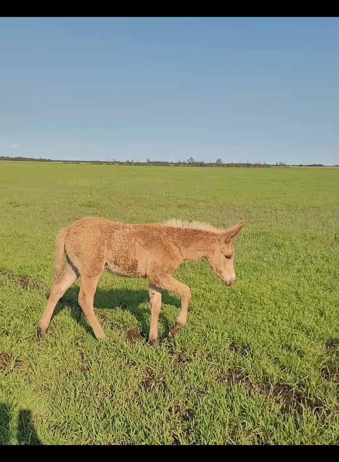 @🇨🇦Mule Momma 🇨🇦🇨🇦