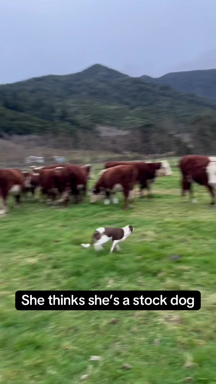 @SparkyChick