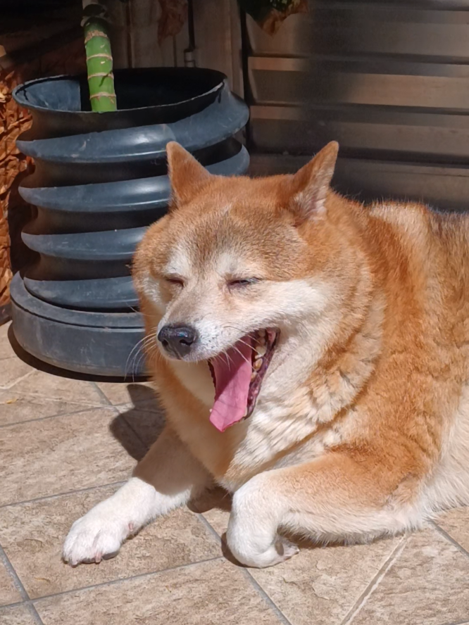 @Cosmos🐕 Maui🐶  Aurora🦊